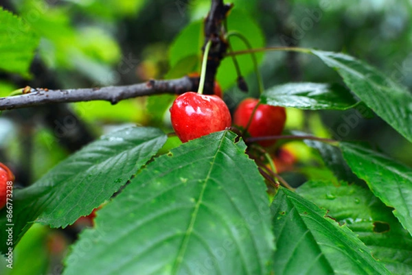 Fototapeta Cherry berries on a tree branch with water drops after rain, close up