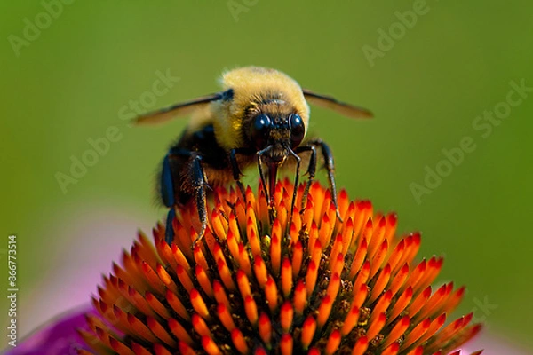 Obraz bee on a flower