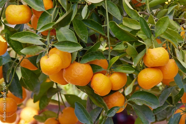 Obraz ripe tangerine on tree