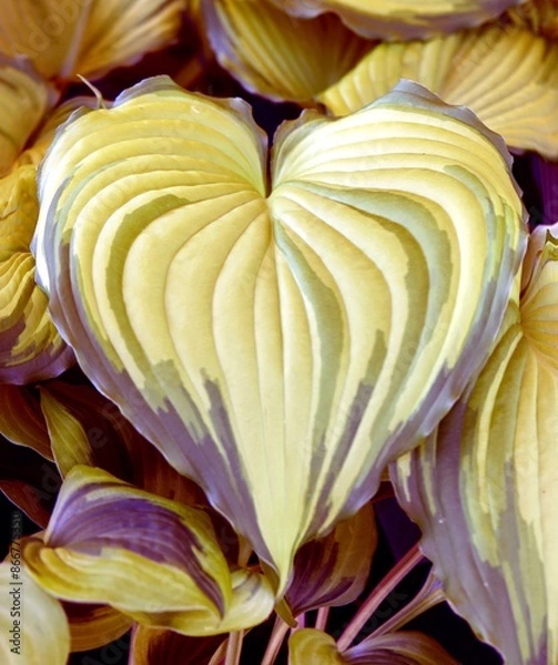 Obraz lovely heart  leaf in summer