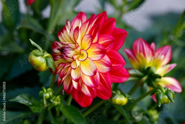 Obraz dahlia in the garden