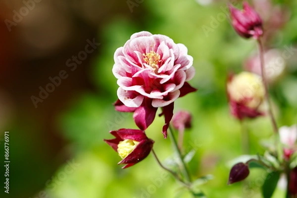Obraz aquilegia flower in bloom in the garden