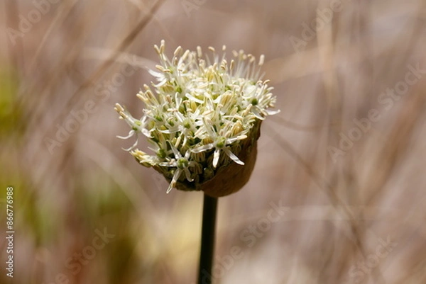 Obraz allium in bloom in the garden