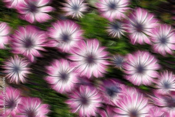 Obraz colorful daisy in bloom in spring