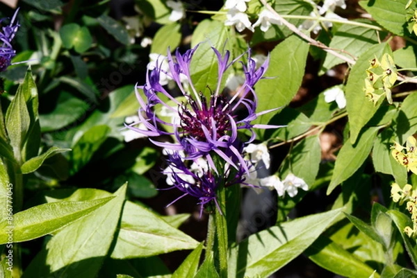 Obraz centaurea flower in the garden