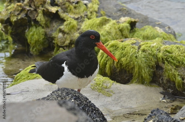 Obraz Кулик на кормежке