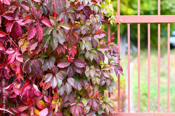 Obraz Autumn backgroung