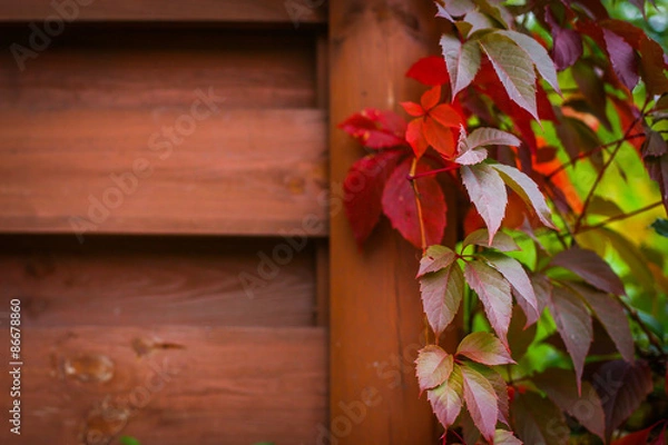 Obraz Autumn backgroung