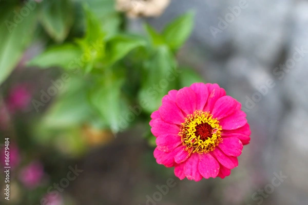 Obraz Pink flower