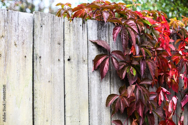 Obraz Autumn backgroung