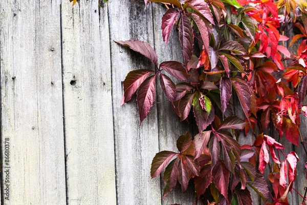 Obraz Autumn backgroung