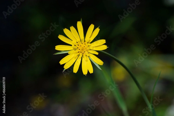 Fototapeta yellow dandelion flower