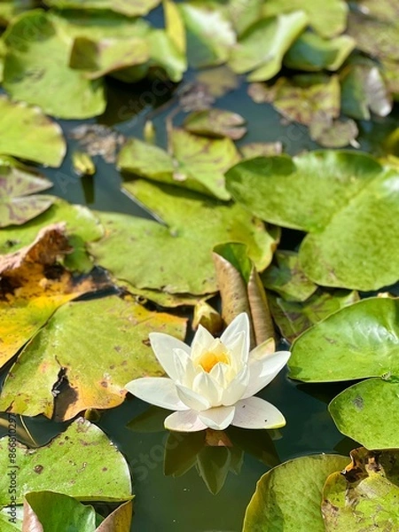 Obraz White water lily (lotus flower) in a pond with lily pads, in an English Garden.  Vertical orientation.