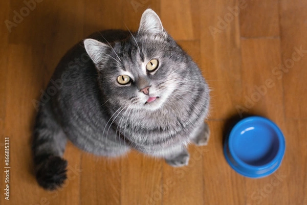 Obraz 
Hungry cat sits near an empty bowl and silently asks for food. Cat sitting on kitchen floor, begging for food. A kitten and an empty bowl. Care for pets. Funny cats.
