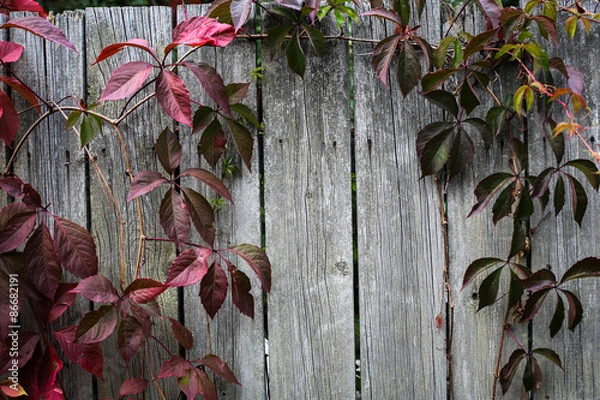 Obraz Autumn backgroung