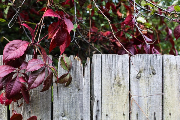 Obraz Autumn backgroung