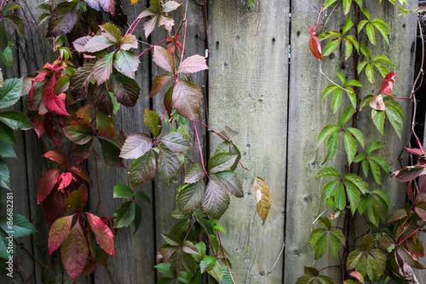 Obraz Autumn backgroung