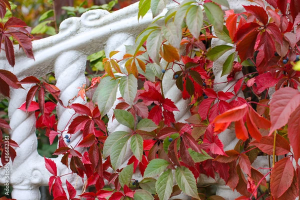 Obraz Autumn backgroung