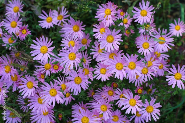 Obraz Violet flowers