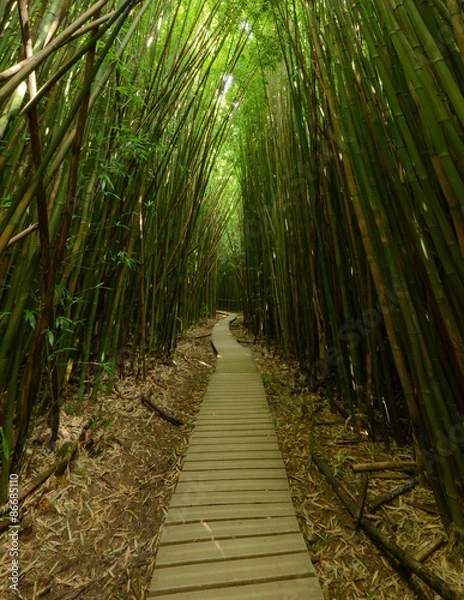 Obraz Pipiwai Trail Bamboo Forest