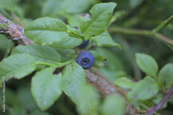 Fototapeta Heidelbeere