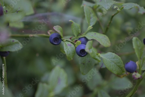 Fototapeta Heidelbeere