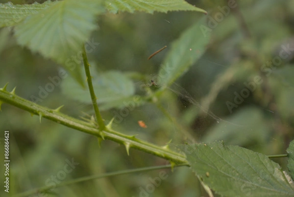 Fototapeta Netz einer Spinne