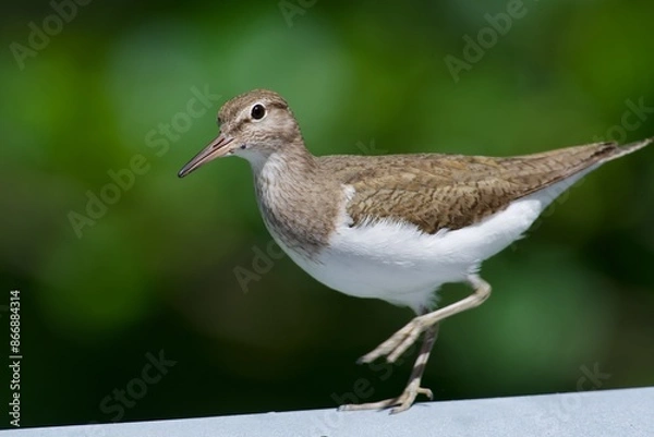 Fototapeta Common sandpiper on the west coast in Sweden