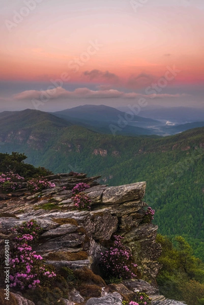Fototapeta The Rhododendron spring blooms on top of Hawksbill Mountain at the Linville Gorge Wilderness Area. 
