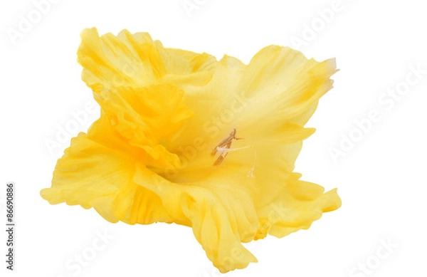 Fototapeta gladiolus flower closeup