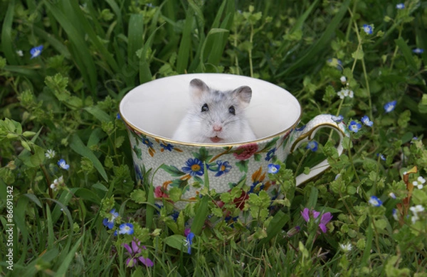 Fototapeta Dwarf hamster in a teacup