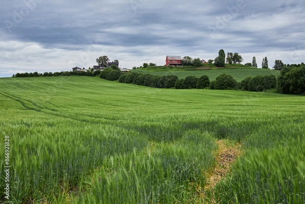 Fototapeta A small farm amidst green meadows, located in central Norway