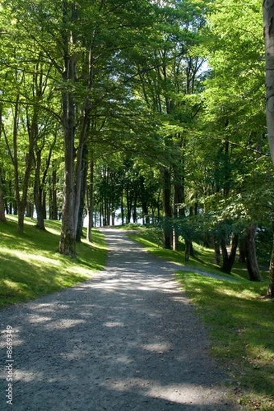 Fototapeta Path in the park