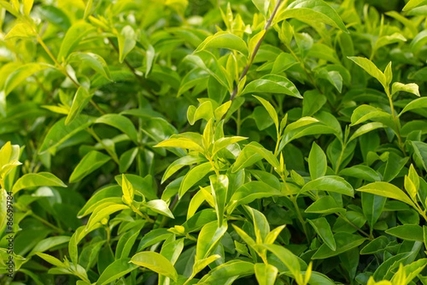 Fototapeta Green Leaf.