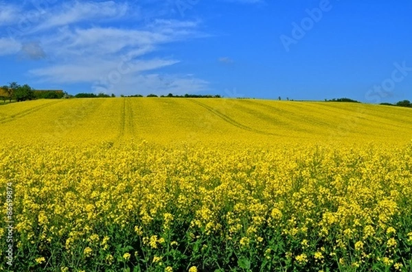Fototapeta Rapsfeld