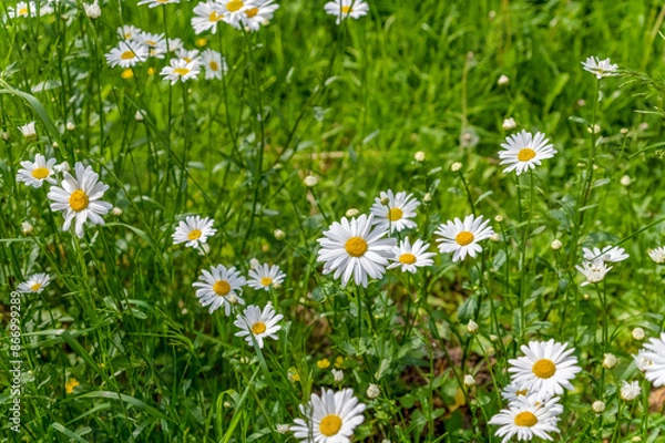 Obraz There are many daisies growing in the meadow