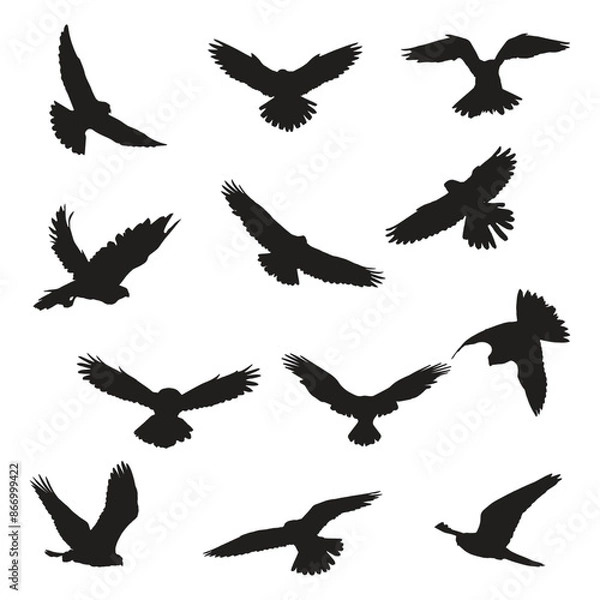 Obraz Set of Falcon Silhouette Vector Sillhouette Art
