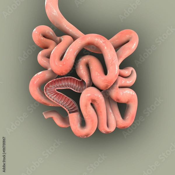 Obraz SMALL INTESTINE