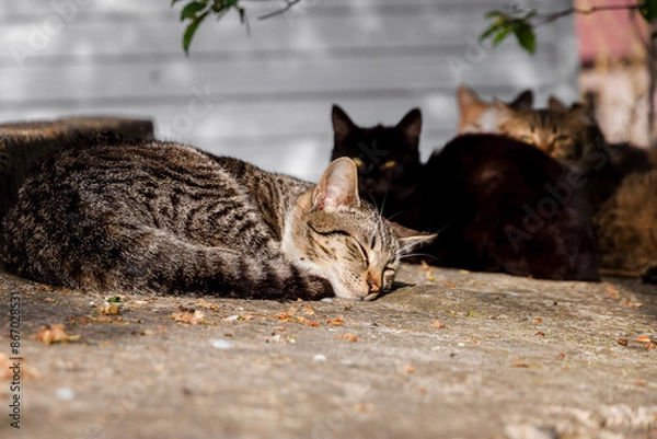 Fototapeta Abandoned cats need help and new owners. A group of stray cats on a city street. Abandoned mismatched cats. The problem of abandoned pets. A colony of stray cats living in the city limits. 