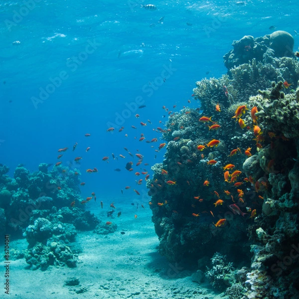 Fototapeta underwater world