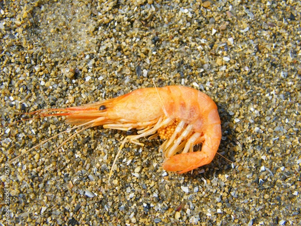 Fototapeta The shrimp