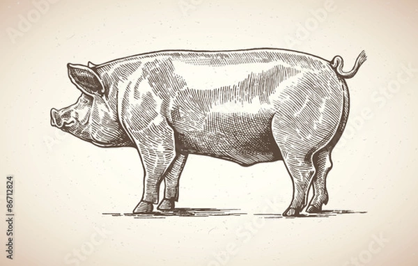 Fototapeta Świnia w stylu graficznym. Rysowanie odręczne.