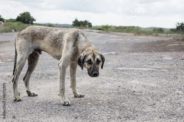 Obraz street dog