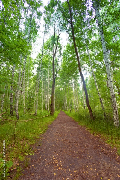 Obraz A beautiful summer forest with a small road. Bright, colorful scenery of rural Latvia, Northern Europe.