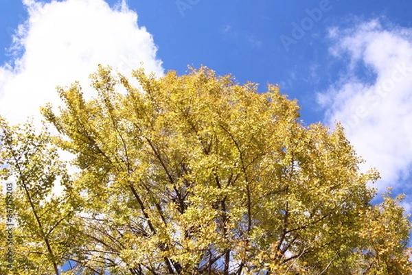 Fototapeta 秋の空と紅葉したイチョウの木