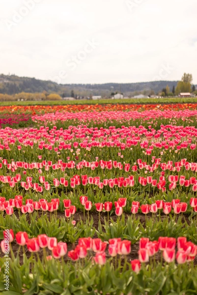 Obraz Blushing pink tulip rows in a gentle spring embrace