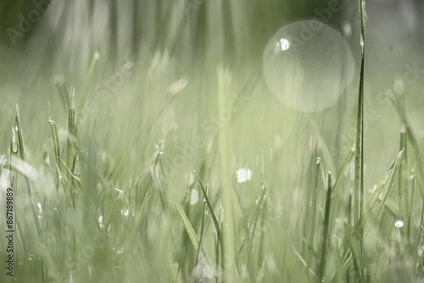 Fototapeta Spring grass in the early morning