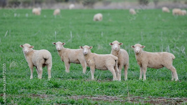 Obraz Lambs grazing in a lush green field.
