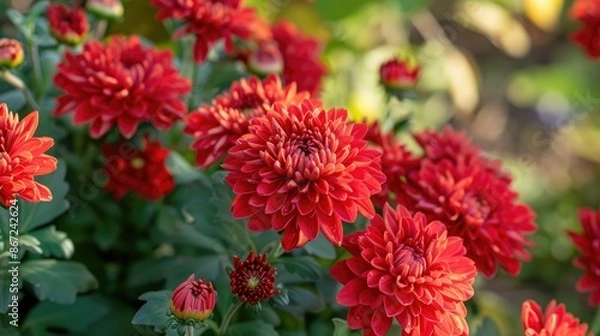Fototapeta Red chrysanthemums blooming in the autumn garden