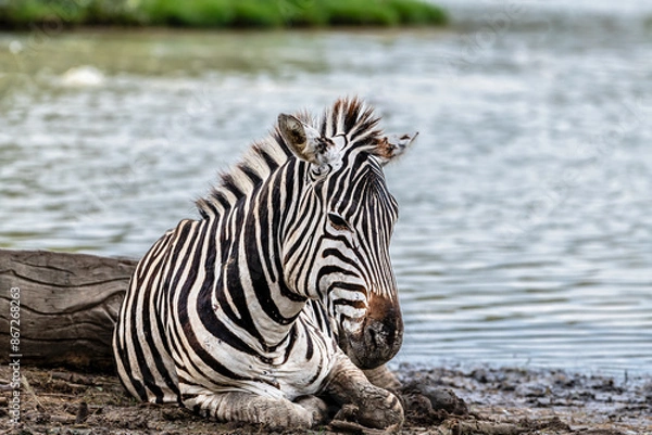 Fototapeta 
"Striped Innocence: A Baby Zebra's Rest in the Shade"